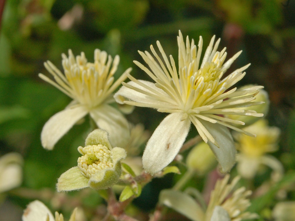 Dei bei fiori bianchi - Clematis vitalba